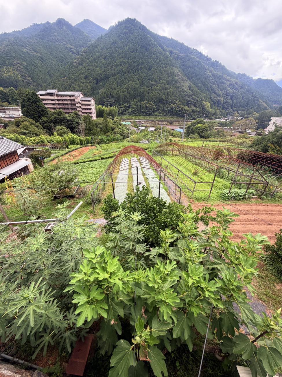 まめファームさまの山あいの畑